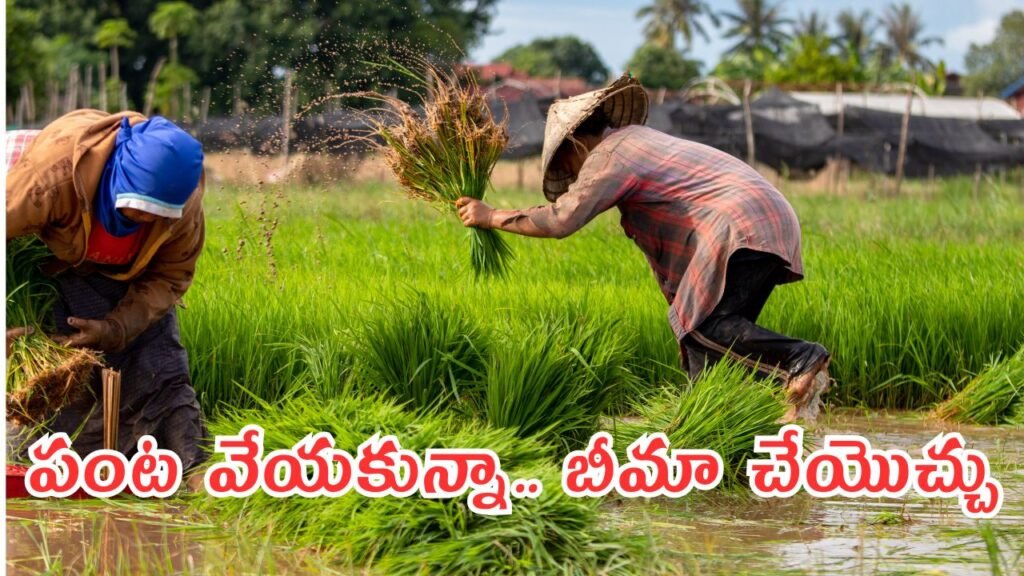 Ap Farmers Crop Insurance: ఎకరాకు రూ.84 చెల్లిస్తే రూ.42 వేల రూ.210 చెల్లిస్తే రూ.1.05 లక్షలు – పంట లేకపోయినా