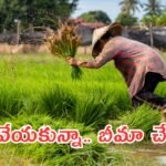 Ap Farmers Crop Insurance: ఎకరాకు రూ.84 చెల్లిస్తే రూ.42 వేల రూ.210 చెల్లిస్తే రూ.1.05 లక్షలు – పంట లేకపోయినా