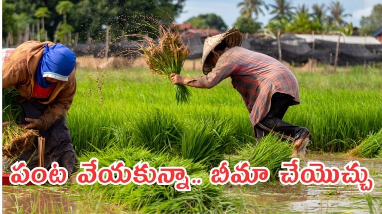 Ap Farmers Crop Insurance: ఎకరాకు రూ.84 చెల్లిస్తే రూ.42 వేల రూ.210 చెల్లిస్తే రూ.1.05 లక్షలు – పంట లేకపోయినా